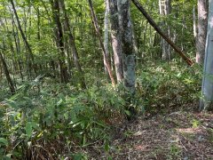 長野県下伊那郡阿智村浪合売地