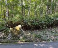 長野県下伊那郡阿智村浪合売地
