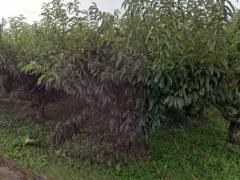 長野県上伊那郡飯島町七久保売地