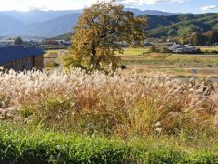 長野県駒ヶ根市東伊那売地