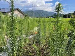 長野県駒ヶ根市下平売戸建住宅
