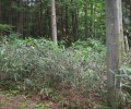 長野県下伊那郡阿智村浪合売地