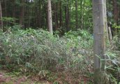 長野県下伊那郡阿智村浪合売地