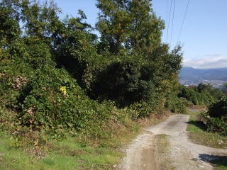 山梨県韮崎市旭町上條北割売地