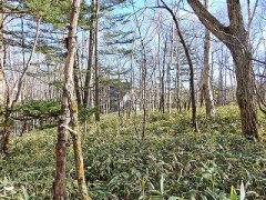 長野県南佐久郡南牧村海ノ口売地
