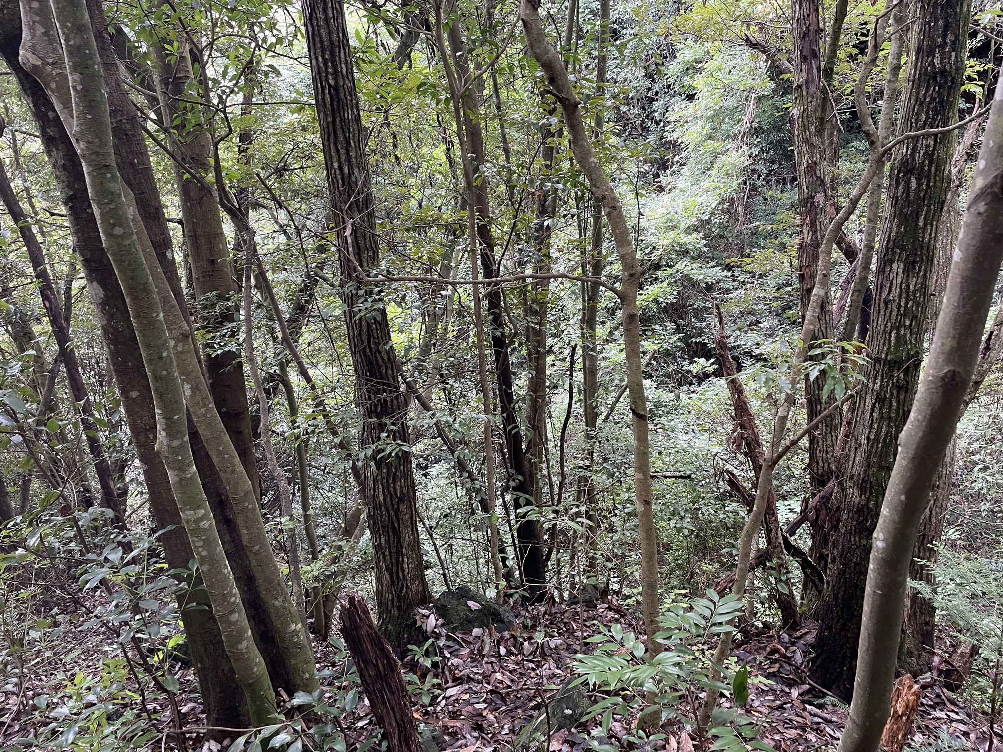 静岡県伊東市赤沢売地