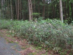 長野県下伊那郡阿智村浪合売地