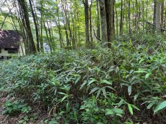 長野県下伊那郡阿智村浪合売地
