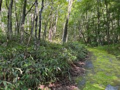 長野県下伊那郡阿智村浪合売地