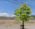 長野県駒ヶ根市赤穂売地
